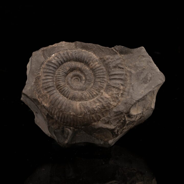 Ammonite Fossil on Matrix // 149 Grams