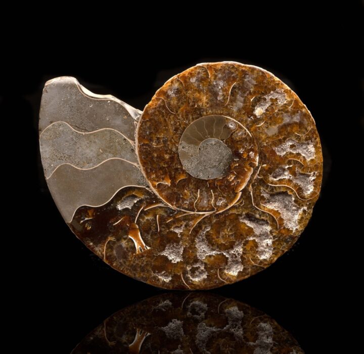Ammonite Half // 200 Grams