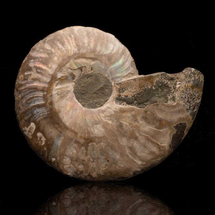 Ammonite Half // 200 Grams - Image 2