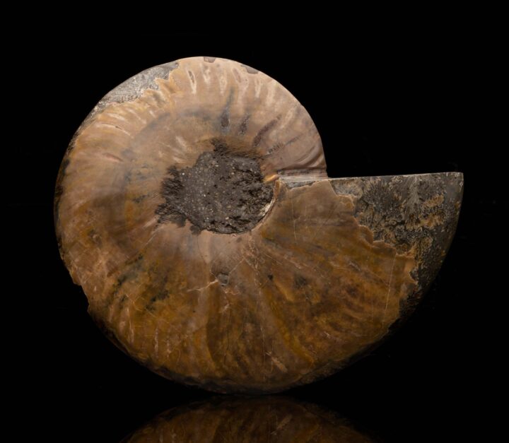 Ammonite Half // 320 Grams - Image 2