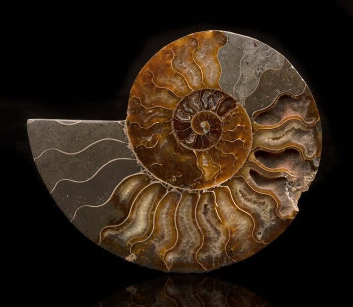 Ammonite Half // 320 Grams