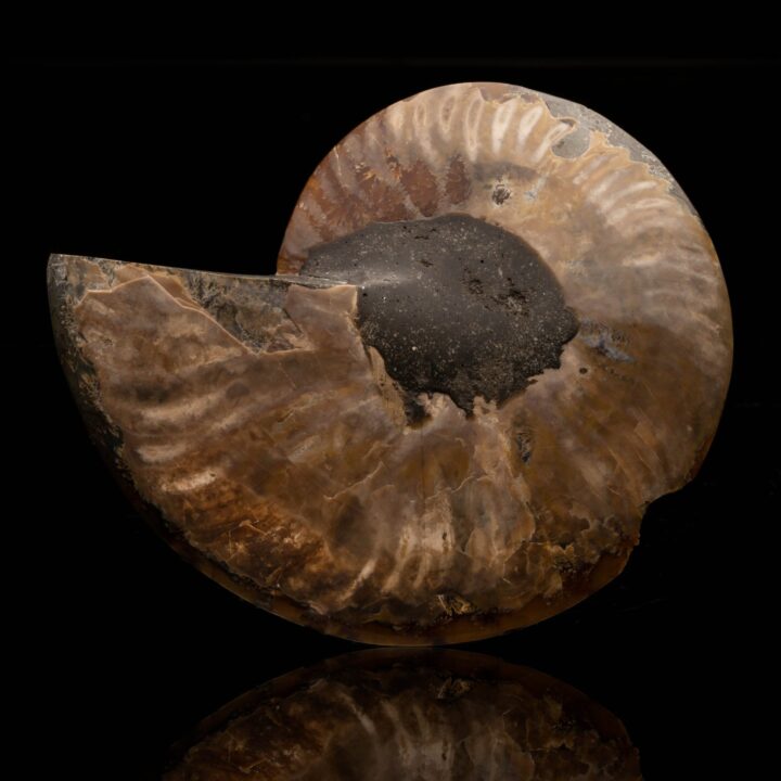 Ammonite Half // 326 Grams - Image 2