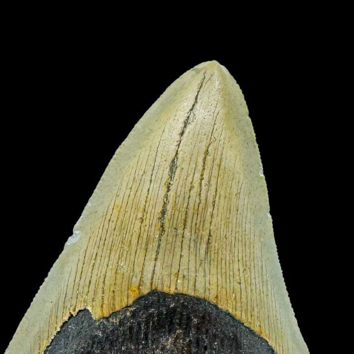 Megalodon Tooth // 4,2" High - Image 4