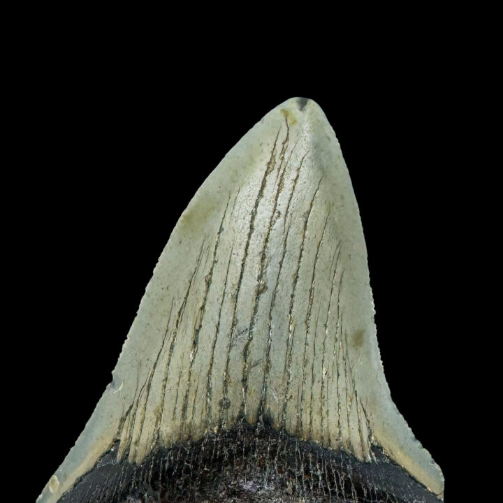 Megalodon Tooth //4.1" High - Image 4