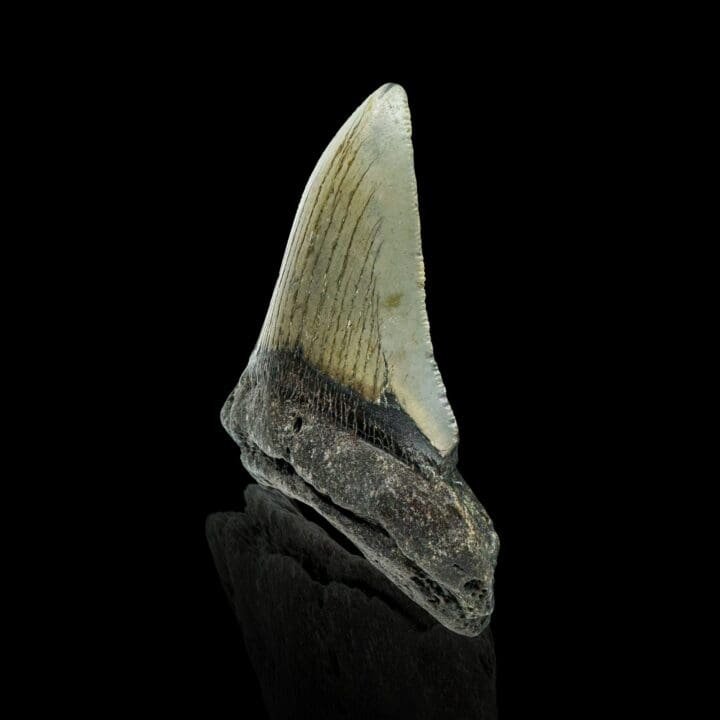 Megalodon Tooth //4.1" High - Image 3