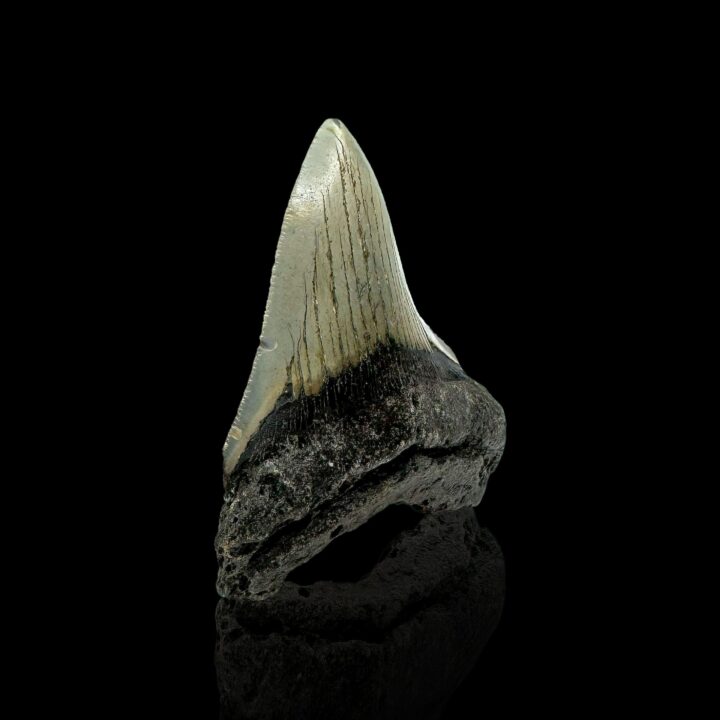 Megalodon Tooth //4.1" High - Image 2