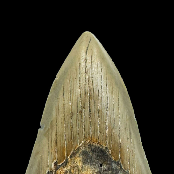 Megalodon Tooth //4.1" High - Image 4