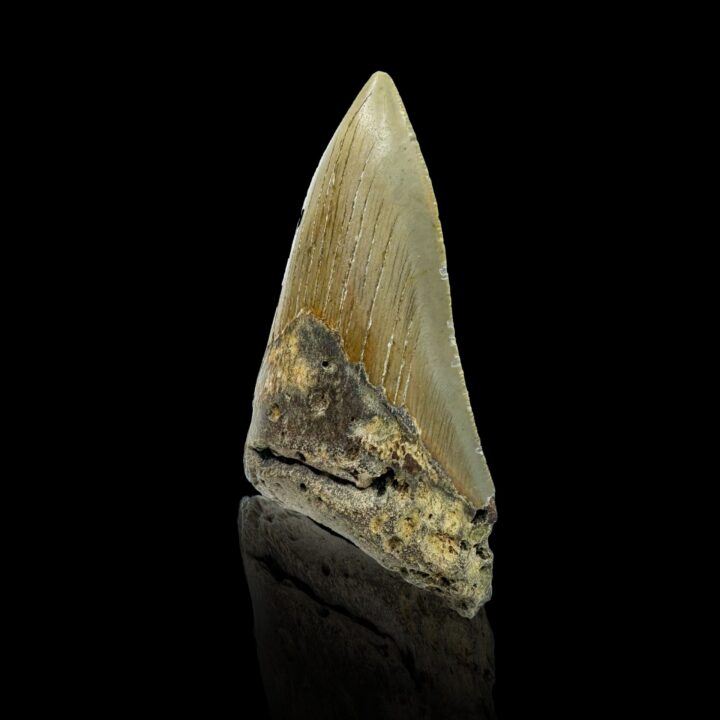 Megalodon Tooth //4.1" High - Image 3