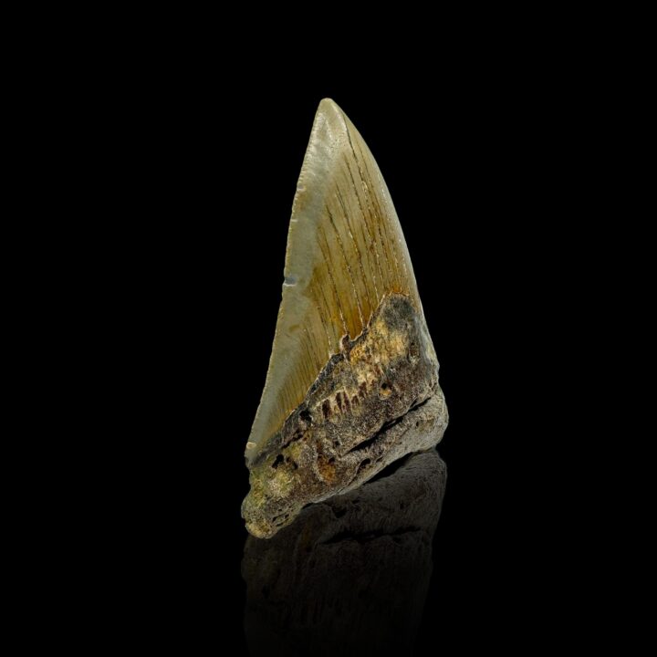Megalodon Tooth //4.1" High - Image 2