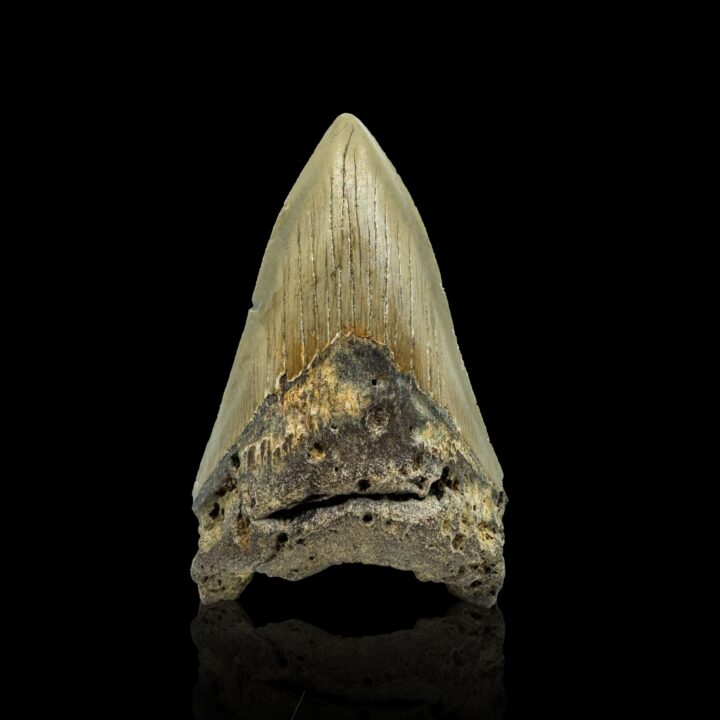 Megalodon Tooth //4.1" High
