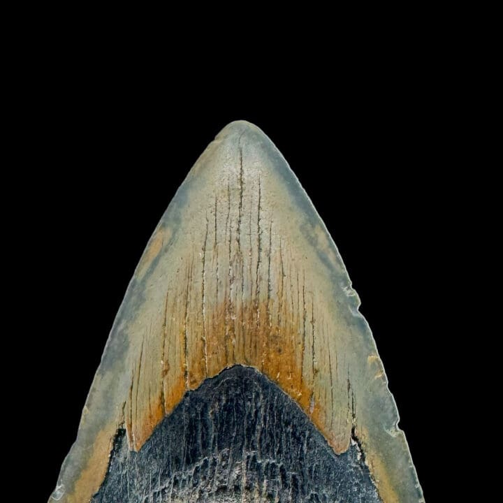 Megalodon Tooth //4.25" High - Image 4