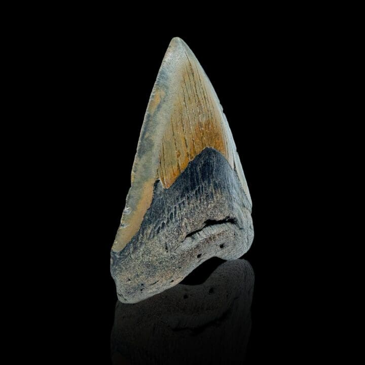 Megalodon Tooth //4.25" High - Image 2