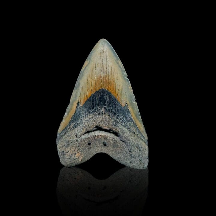 Megalodon Tooth //4.25" High