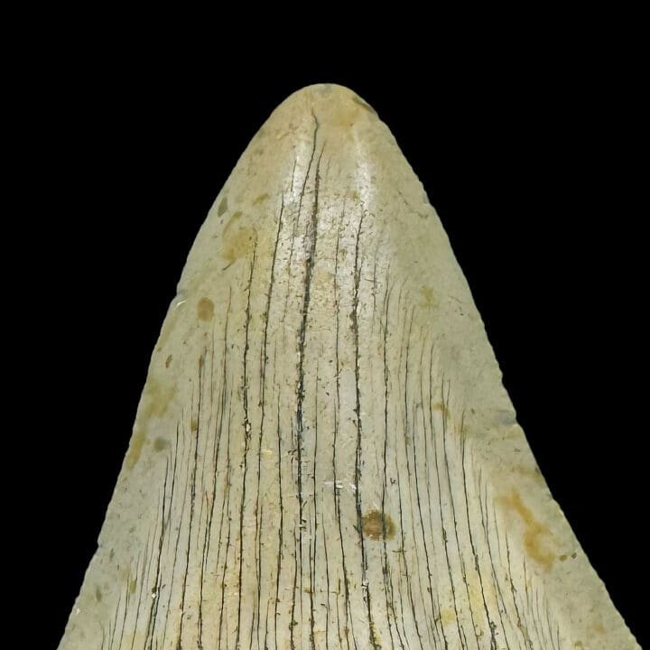 Megalodon Tooth //4.11" High - Image 4