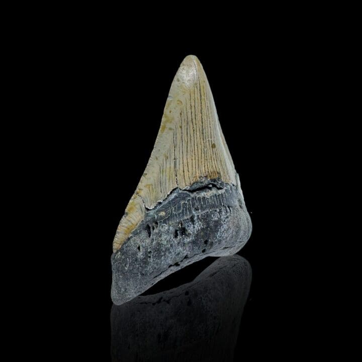 Megalodon Tooth //4.11" High - Image 2