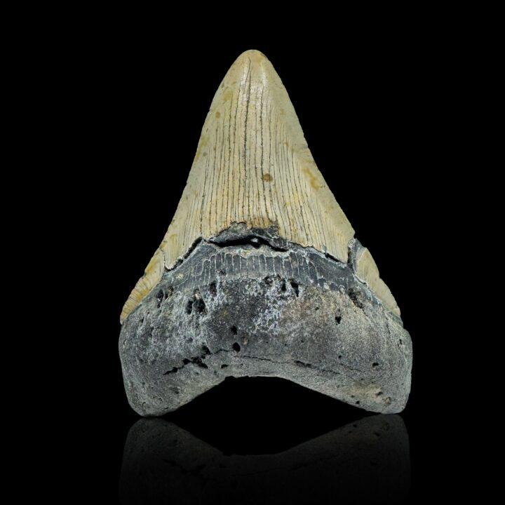 Megalodon Tooth //4.11" High