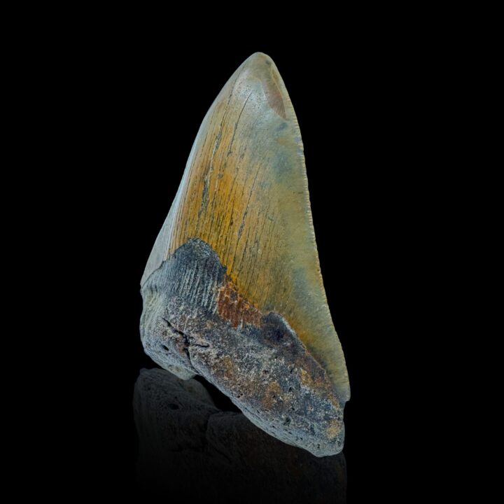 Megalodon Tooth //4.25" High - Image 3