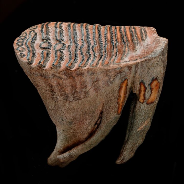 Woolly Mammoth Molar And Root // 1.52 lb - Image 3