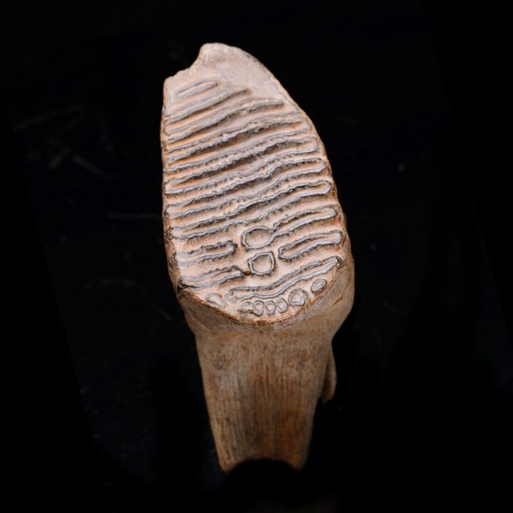 Woolly Mammoth Molar And Root // 1.52 lb - Image 4