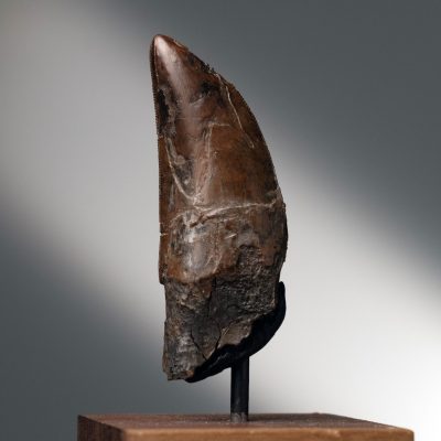 Genuine T. rex Tooth on Custom Display - Late Cretaceous Fossil