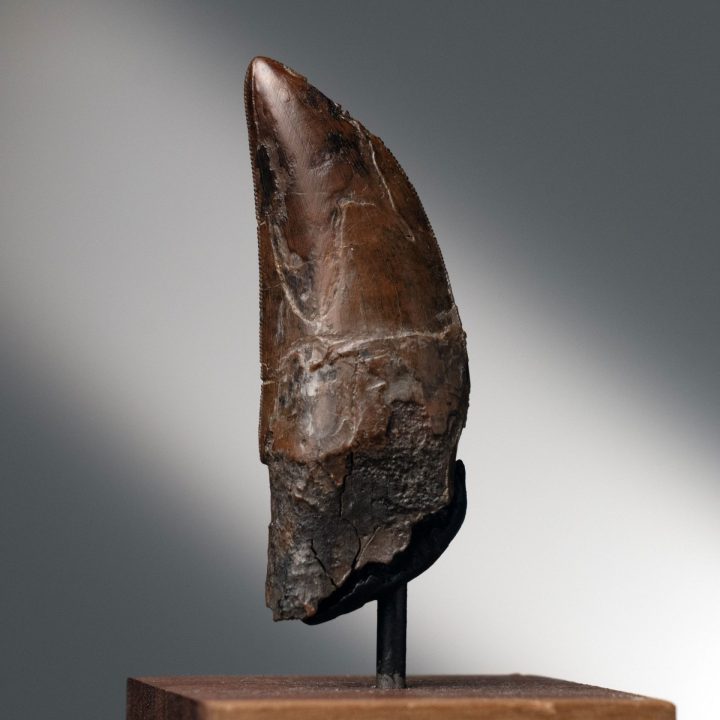 Genuine T. rex Tooth on Custom Display - Late Cretaceous Fossil