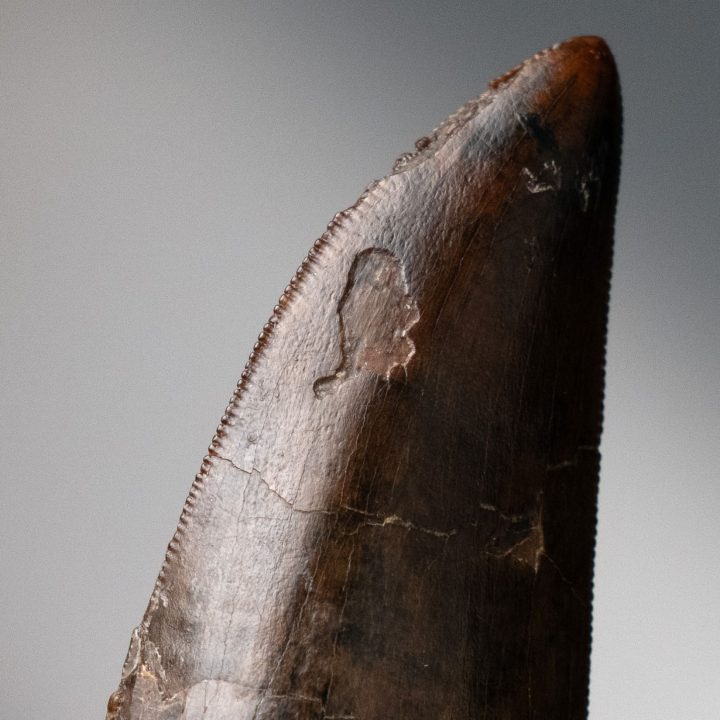 Genuine T. rex Tooth on Custom Display - Late Cretaceous Fossil