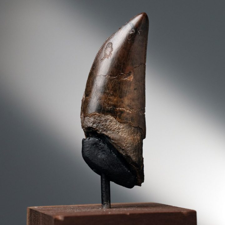 Genuine T. rex Tooth on Custom Display - Late Cretaceous Fossil