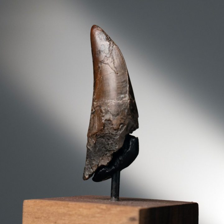 Genuine T. rex Tooth on Custom Display - Late Cretaceous Fossil