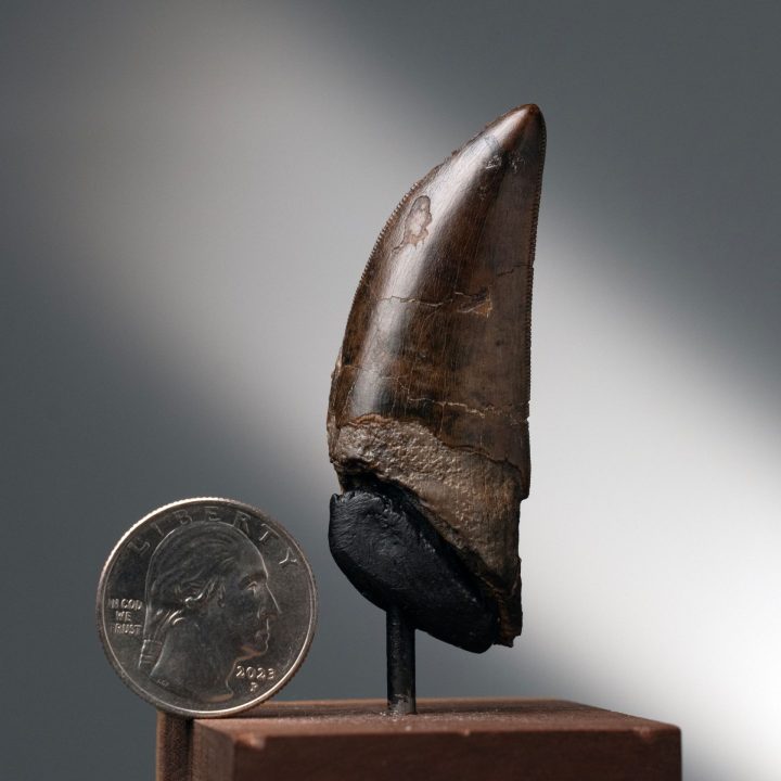 Genuine T. rex Tooth on Custom Display - Late Cretaceous Fossil