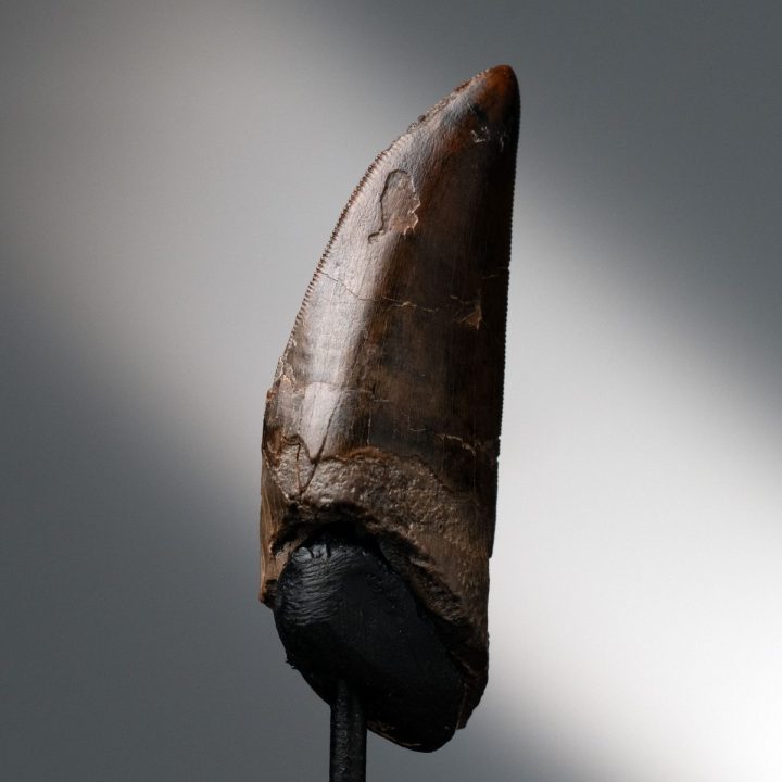 Genuine T. rex Tooth on Custom Display - Late Cretaceous Fossil