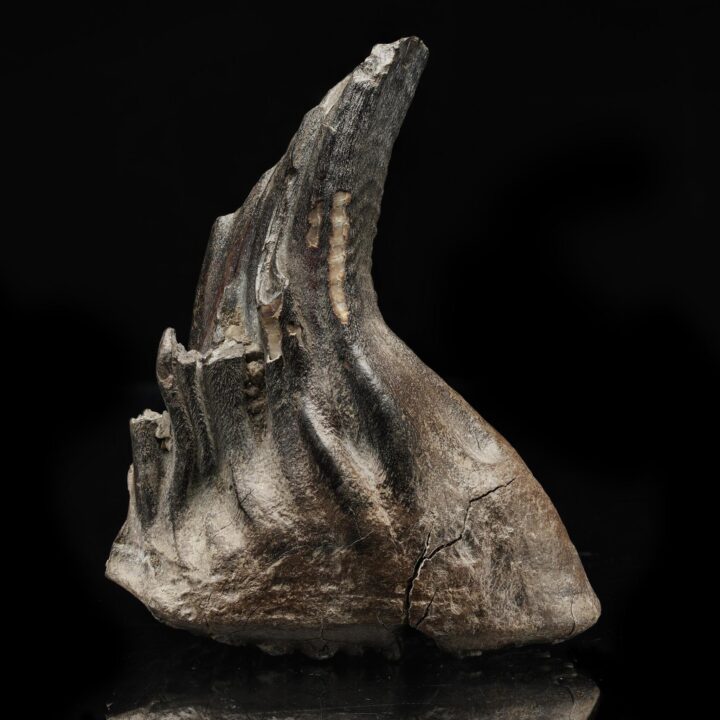 Woolly Mammoth Tooth - 3lb - Image 2