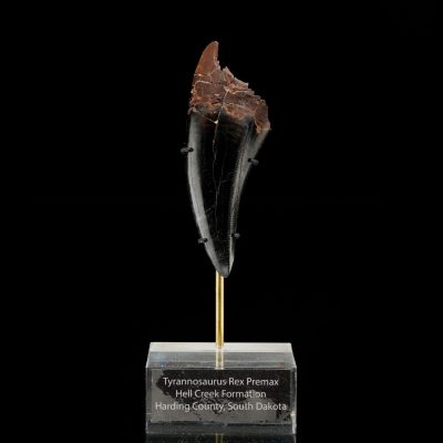Genuine T-Rex tooth for sale from Astro West