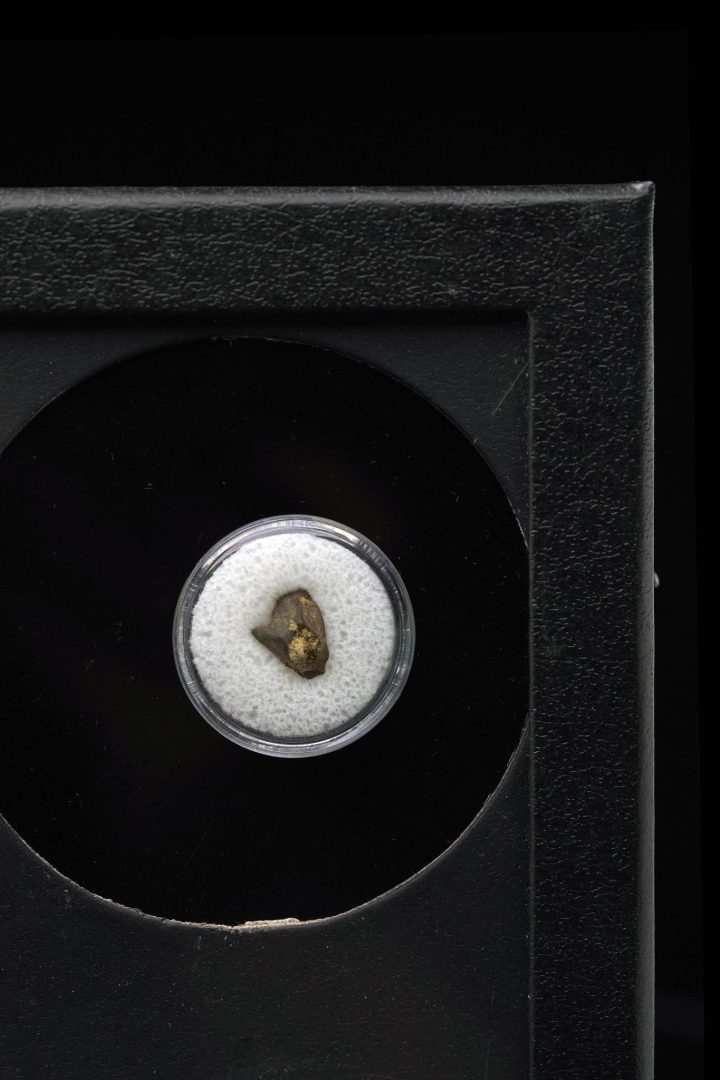 Triceratops Tooth Fossil – Close-Up – Hell Creek Formation