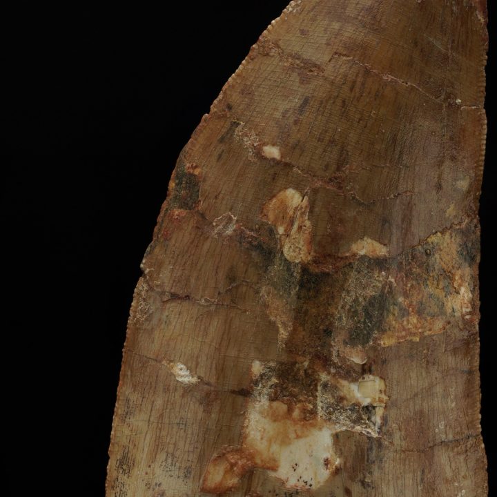 Rare Carcharodontosaurus Dinosaur Tooth