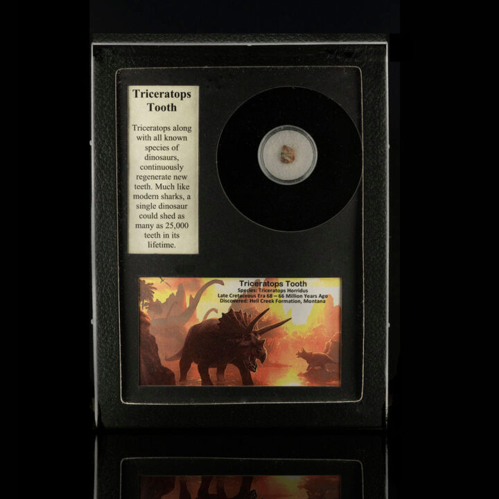 Triceratops Tooth Fossil in Collector's Box - Image 5