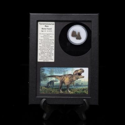 Authentic T. Rex Tooth Fossil in Collector’s Box