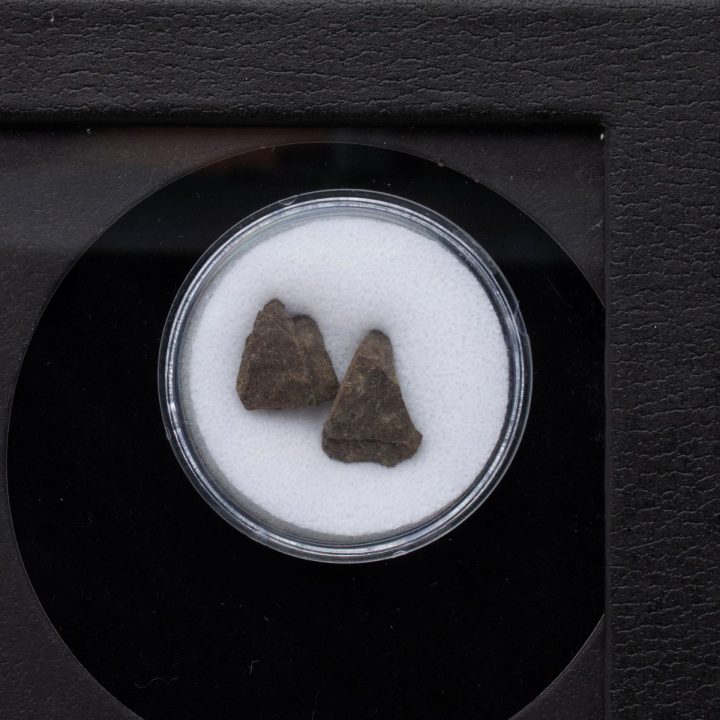 Authentic T. Rex Tooth Fossil in Collector’s Box