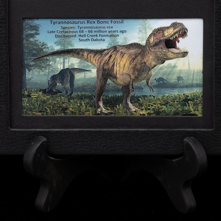 Authentic T. Rex Tooth Fossil in Collector’s Box