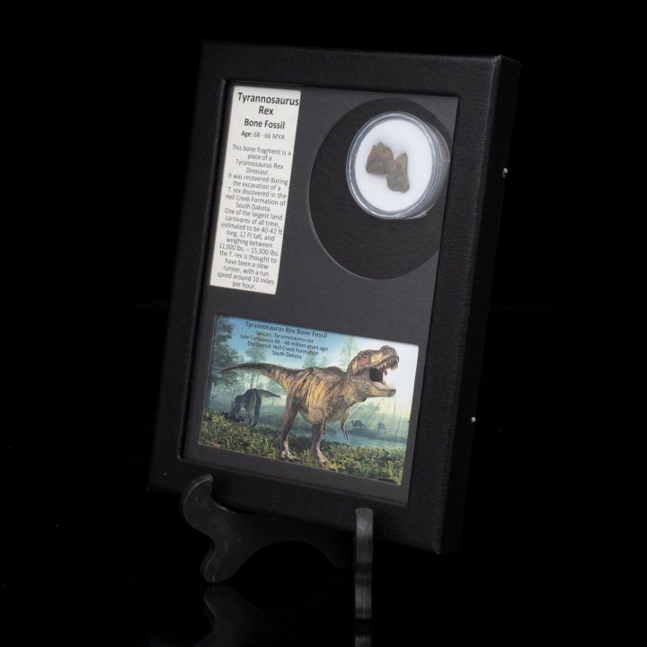 Authentic T. Rex Tooth Fossil in Collector’s Box