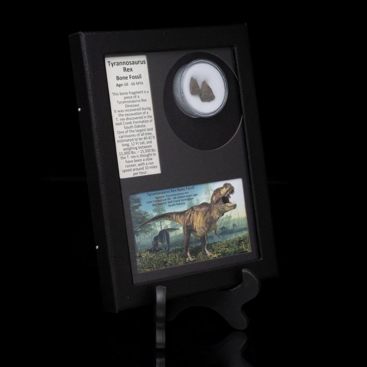 Authentic T. Rex Tooth Fossil in Collector’s Box