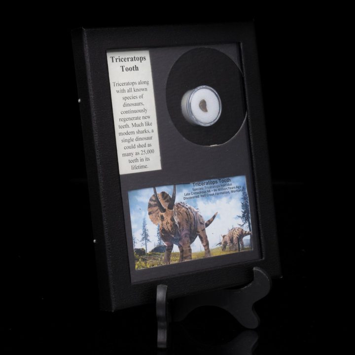 Triceratops Tooth Fossil in Collector’s Display Box