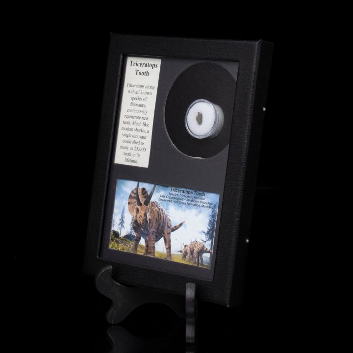 Triceratops Tooth Fossil in Collector’s Display Box
