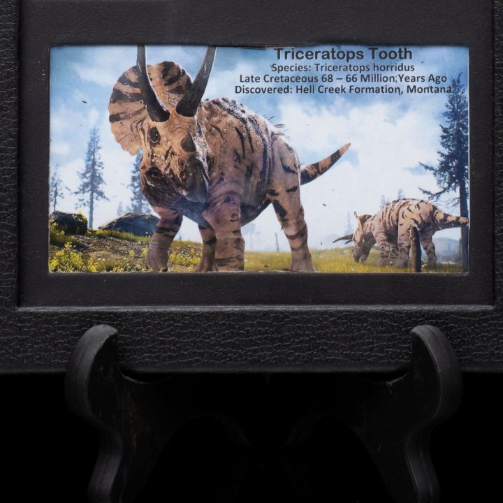 Triceratops Tooth Fossil in Collector’s Display Box