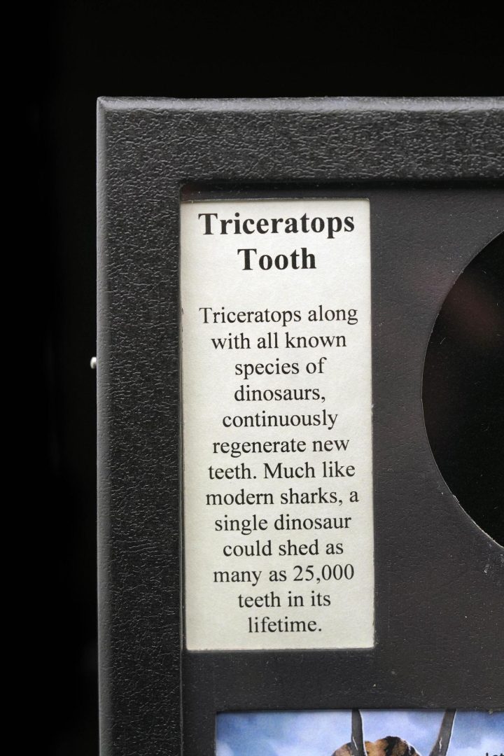 Triceratops tooth fossil display case with educational description