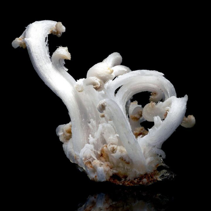 Ram Horns Selenite - Image 4