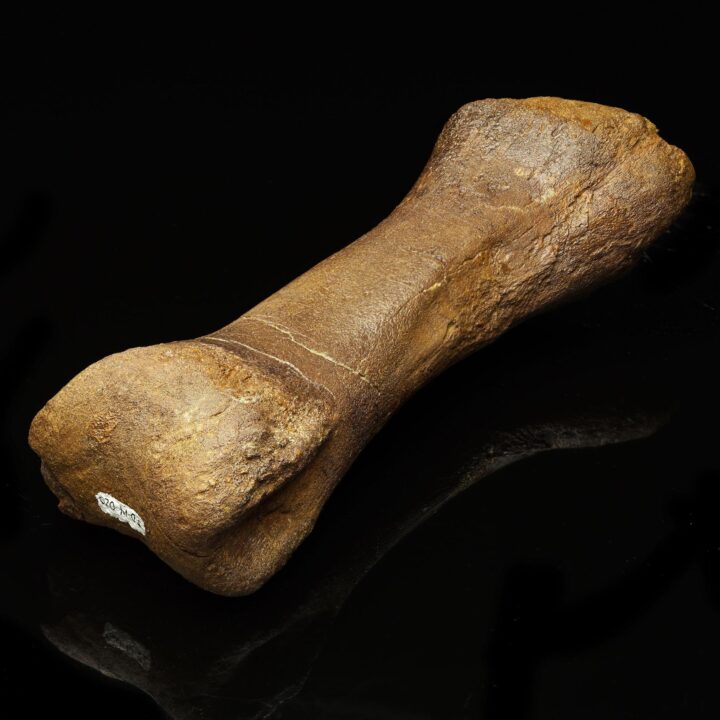 Edmontosaurus Metatarsal // 1.75 Lb. // Late Cretaceous - Image 2