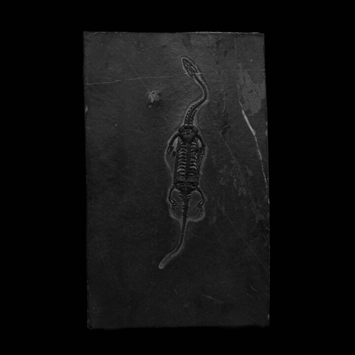 Keichousaurus Fossil