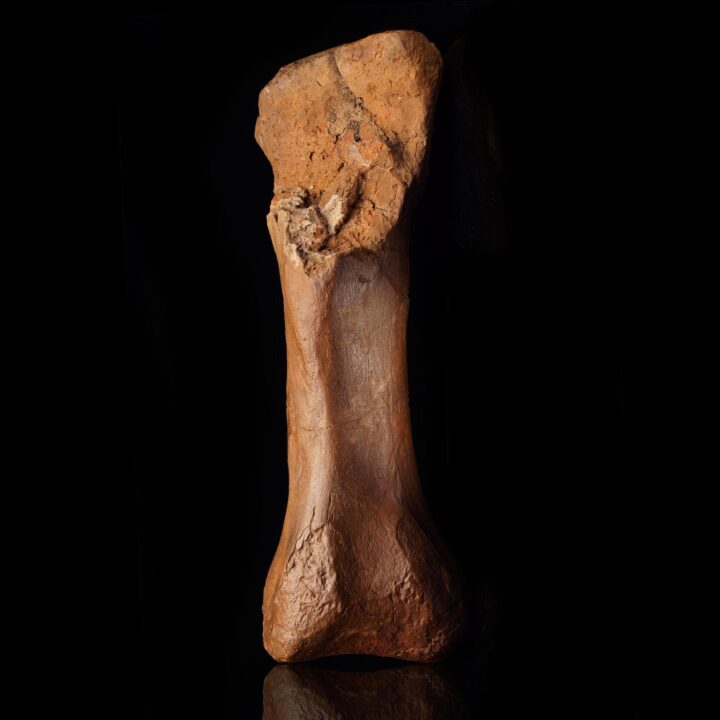 Hadrosaur Metatarsal (Middle) – 2.52 kg - Image 2