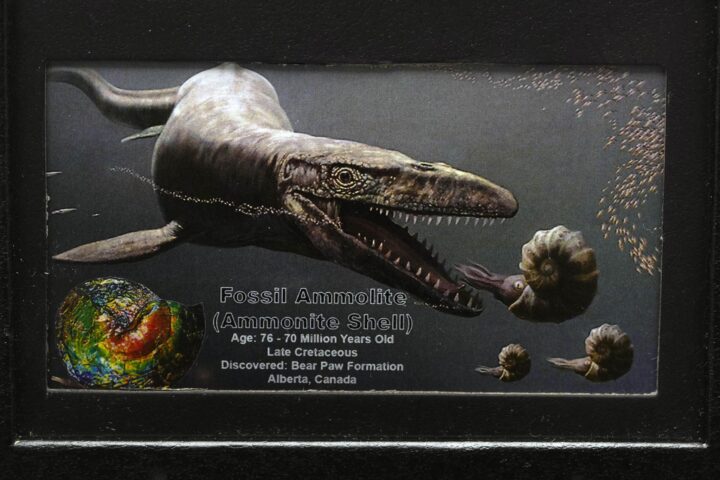 Ammolite in Collector's Box - Image 4