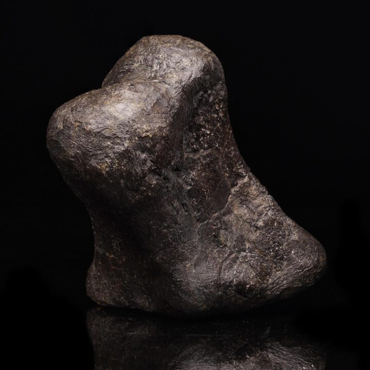 Camarasaurus Phalange – 851 g - Image 3